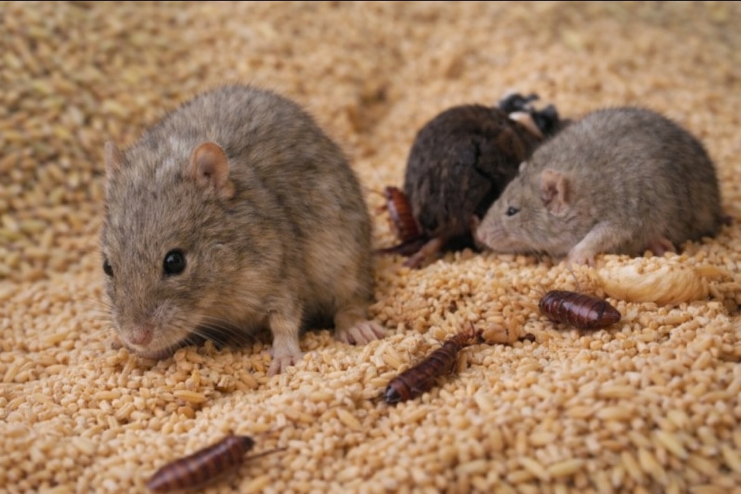 🐀 कवर्धा में चूहों का तांडव!🌾 7 करोड़ रुपये का धान चूहों ने किया बर्बाद